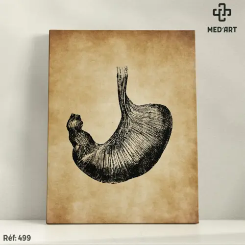 Tableau Estomac 499