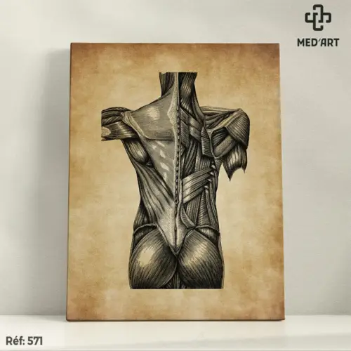 Tableau Muscles Dorsaux 571