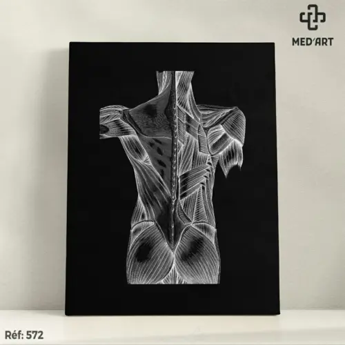 Tableau Muscles Dorsaux 572