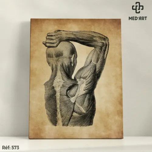 Tableau Muscles de l'Epaule 573
