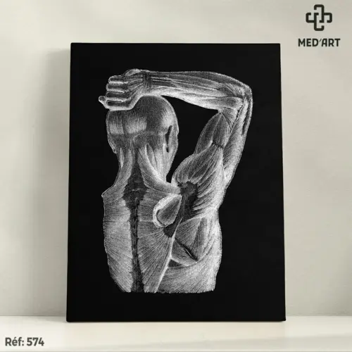 Tableau Muscles de l'Epaule 574