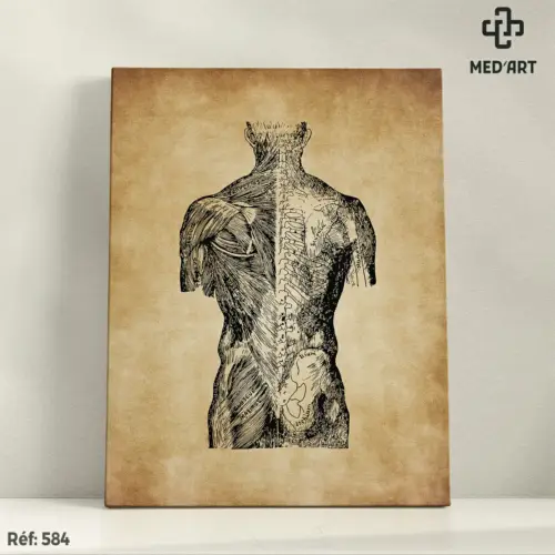 Tableau Muscles Dorsaux 584