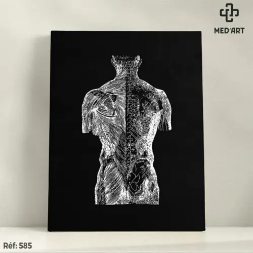 Tableau Muscles Dorsaux 585