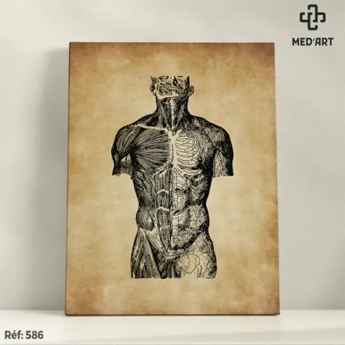 Tableau Muscles Abdominaux 586