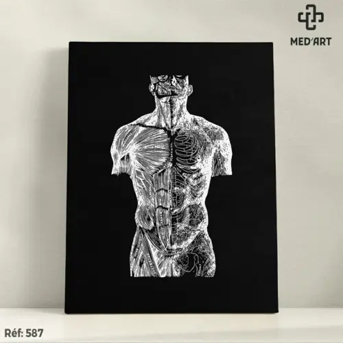 Tableau Muscles Abdominaux 587