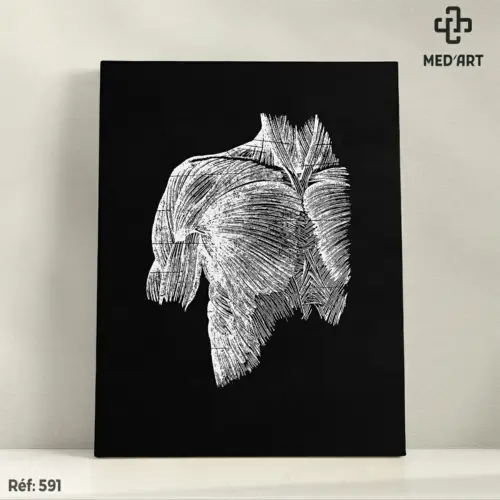 Tableau Muscles Pectoraux et Muscles du Cou 591