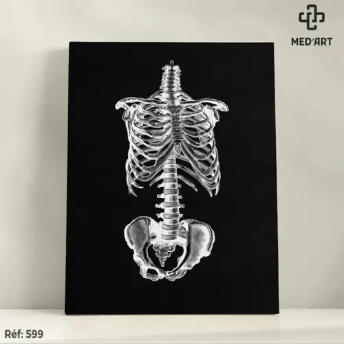 Tableau Le Rachis, Thorax et Pelvis 599