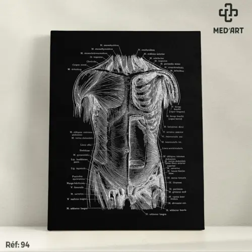 Tableau Muscles superficiels et profonds du thorax et de l'abdomen 94